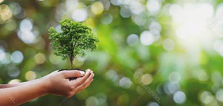 Tree planting on volunteer family& x27;s hands for eco friendly and corporate social responsibility campaign concept