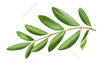 Olive tree branch with green leaves isolated on white background