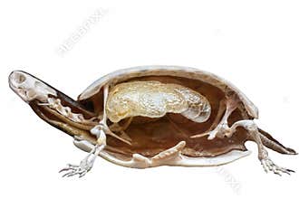 Dissected stuffed turtle