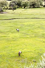 Grassland in wetland