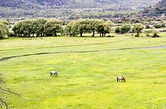 Grassland in wetland