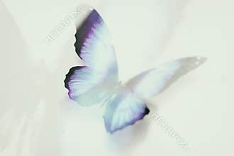 color tropical butterfly. abstract blur