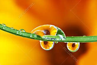 Pot marigold flower mirroring inside dew drops