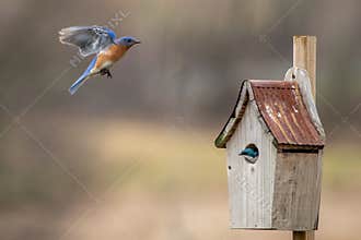 Bluebird and Tree Swallow