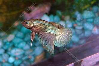 Betta Splendens