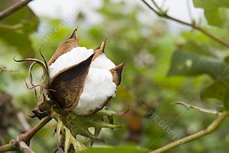 Cotton in farm