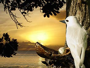 Dove, egg on sunrise nest.