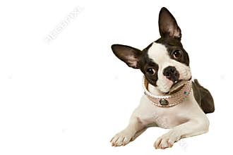 Boston terrier