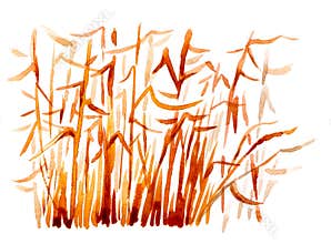 Bulrush, grass, marsh reed. Watercolor illustration