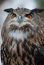 Proud Owl