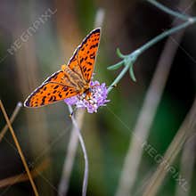 Closeup of Orange Butterfly on a Flower in The Field