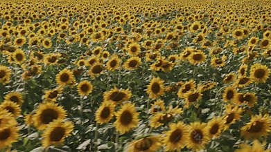 Close fly by a sunflowers field