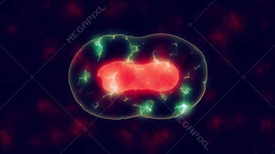 Cells divide under microscope. Mitosis process of cell division.