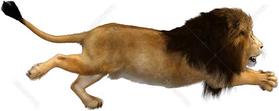 Male Lion Attacking, Isolated, Wildlife, Nature