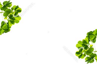 green clover leaves isolated on white background. St.Patrick \'s Day
