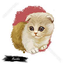 Munchkin kitten digital art illustration with inscription. Watercolor portrait of sausage cat. Closeup of feline animal