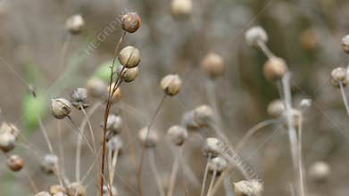 Ripe Flax or linseed in agricultural field