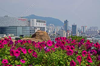 Purple trumpet flower plant with view of Lotte Mall and Busan City skyline