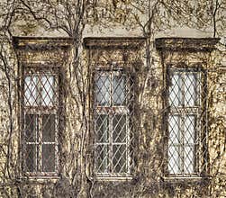 Building covered with dry ivy