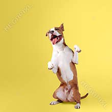 A happy big dog on a bright yellow background