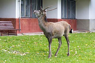 Wild deer in the city
