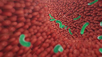 Intestinal villi with bacteria and viruses. Microscopic villi, capillaries for digestion and absorption of food. Human