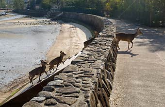 Deers are going from the beach, Japan