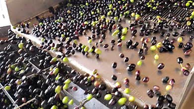 Oil mill defoliation machine process slow motion,olives rolling,extra virgin