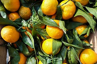 Natural oranges from the Naples market