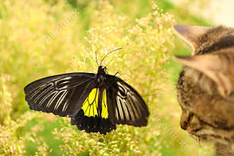 Beautiful Birdwing butterfly and tabby cat