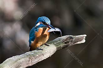 Kingfisher - Alcedo atthis