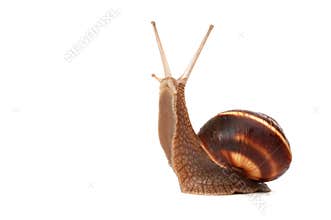 Snail