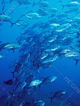 Underwater school of trevally fish