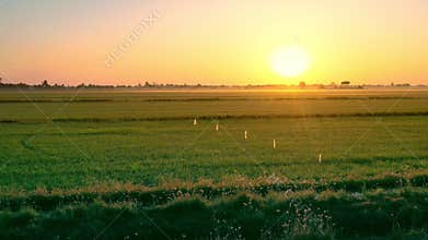 Beautiful sun rising sky over green agricultural field