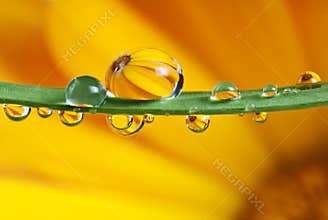Pot marigold mirroring inside dew drops
