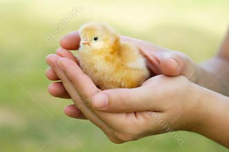 Adorable chick protected by hands