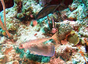 Flying Gurnard w/ Extended `Wing`