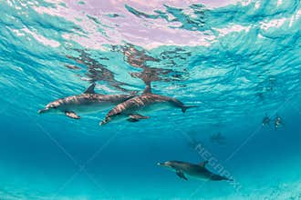 Beautiful shot of cute dolphins hanging out underwater in Bimini, Bahamas