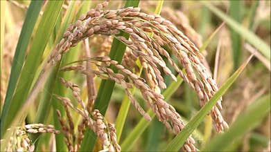 Rice plant ready for harvest.