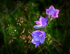 Violet summer wildflowers. Bells