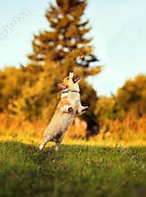 Portrait of funny cute puppy dog Corgi pretty jumping for flying butterfly on Sunny meadow on green grass in warm light