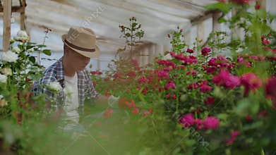 Beautiful male florist in apron and pink gloves standing and happily working with flowers in greenhouse