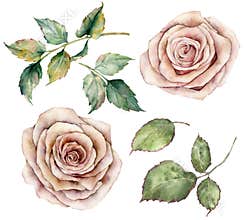 Watercolor pink roses and leaves set. Hand painted floral vintage flowers with leaves isolated on white background