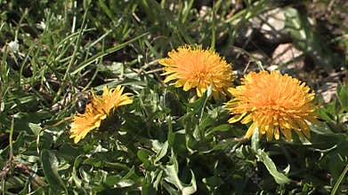 Alpine flowers on Schoenjoch, Fiss, Tirol, Austria