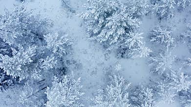 Breathtaking fly in calm snowfall over snowy fir, pine trees. Winter time, scenic landscape. Fairy tale forest, frozen wild nature