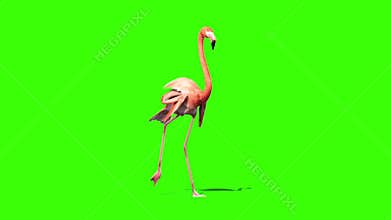 Pink Flamingo Walks Perspective Green Screen