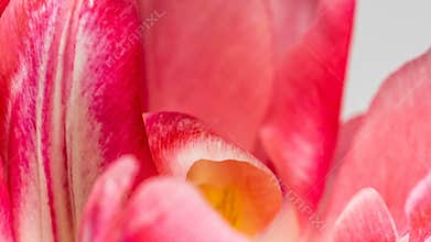 Time-lapse of a light pink double peony tulip flower blooming on white background, macro