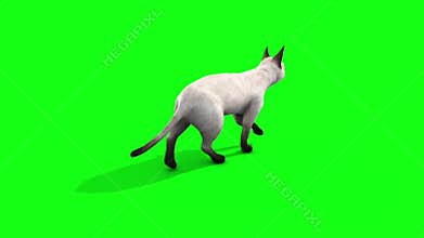 White cat feline walk cycle back animals green screen 3D rendering animation