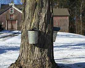 Maple tree for syrup production
