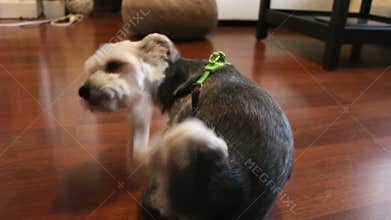 Adorable mixed breed Maltese Yorkie dog scratching